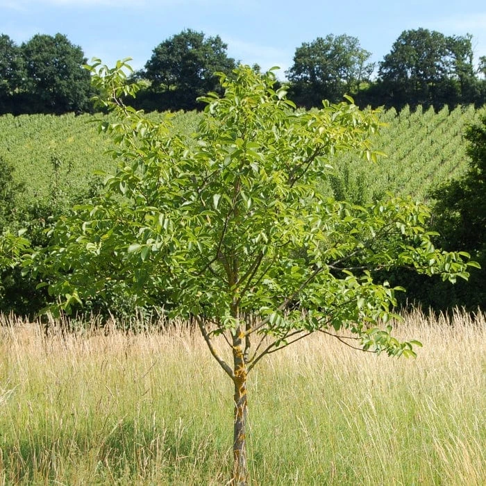 'Broadview' Walnut Tree 1 'Broadview' Walnut Tree