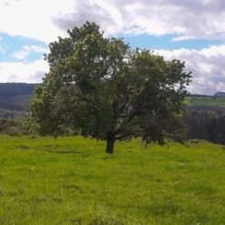 'Buccaneer' Walnut Tree