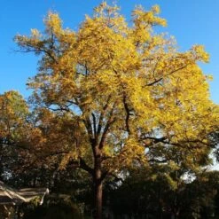 'Buccaneer' Walnut Tree 7 'Buccaneer' Walnut Tree -PlantHaven Store FRU0413 4