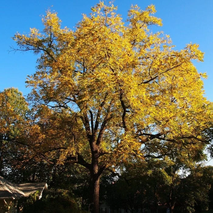 'Buccaneer' Walnut Tree 4 'Buccaneer' Walnut Tree - Image 4