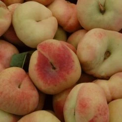 'Saturne' Peach Tree -PlantHaven Store FRU0422 3