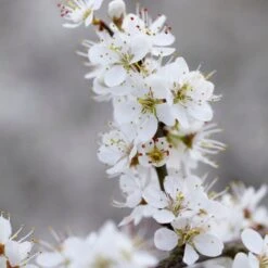 'Southampton Selection' Sloe Tree -PlantHaven Store FRU0441 3 2457e5ec c895 4c69 8f4b f2f32ae67a0e