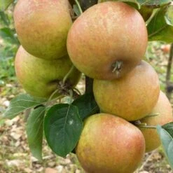 'Ashmeads Kernel' Apple Tree 12 'Ashmeads Kernel' Apple Tree -PlantHaven Store FRU0448 2