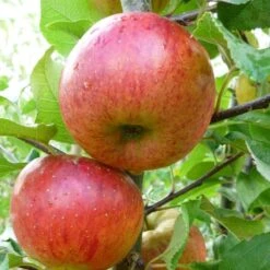 'Pixie' Apple Tree -PlantHaven Store FRU0459 1