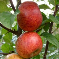 'Pixie' Apple Tree -PlantHaven Store FRU0459 2