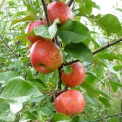 'Pixie' Apple Tree -PlantHaven Store FRU0459 3