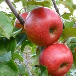 'Pixie' Apple Tree -PlantHaven Store FRU0459 4