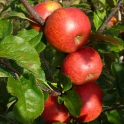 'Pixie' Apple Tree -PlantHaven Store FRU0459 5