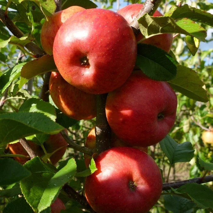 The 3 Top Performing Fruit Trees To Grow In The UK | Apple, Pear & Plum 2 The 3 Top Performing Fruit Trees To Grow In The UK | Apple, Pear & Plum - Image 2