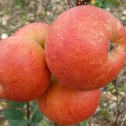 Best Apple Trees For Any Purpose | Growers' Choice -PlantHaven Store FRU0464 2 d9e595f1 5a69 4549 b473 0d8d153e319d