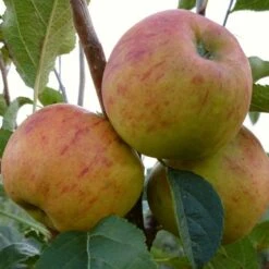 'Winter Gem' Apple Tree 10 'Winter Gem' Apple Tree -PlantHaven Store FRU0466 3