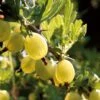 Hinnonmaki Yellow' Gooseberry Bush