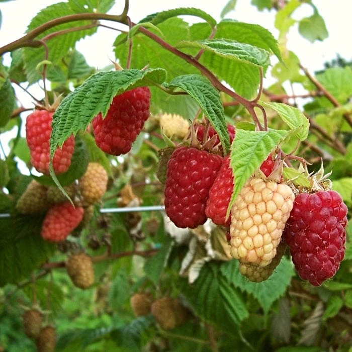 'Cascade Delight' Raspberry Plant 1 'Cascade Delight' Raspberry Plant