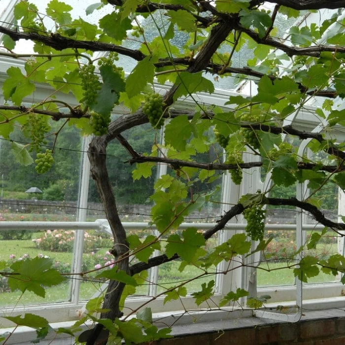 'Muscat Of Alexandria' Grape Vine 2 'Muscat Of Alexandria' Grape Vine - Image 2