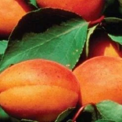 'Alfred' Apricot Tree -PlantHaven Store FRU0514 3