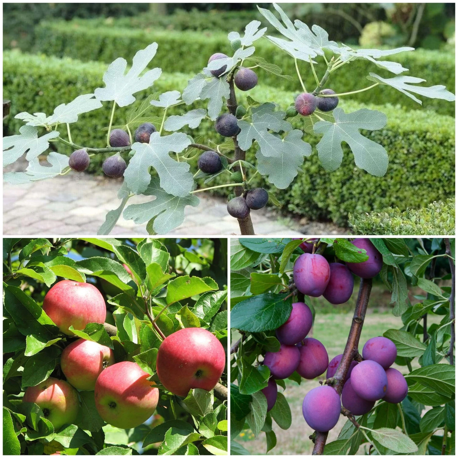 3 Super Easy To Grow Fruit Trees | Apple, Fig & Plum 1 3 Super Easy To Grow Fruit Trees | Apple, Fig & Plum