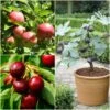 The 3 Best Fruit Trees For Small Gardens | Apple, Cherry & Fig