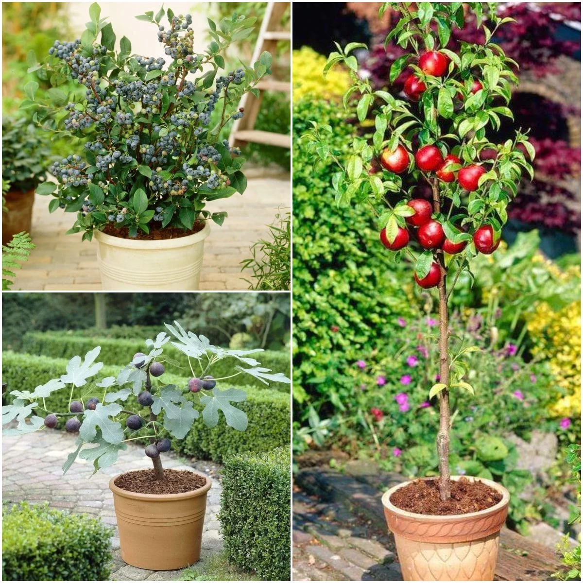The 3 Best Fruits To Grow In Pots | Nectarine, Fig & Blueberry 1 The 3 Best Fruits To Grow In Pots | Nectarine, Fig & Blueberry