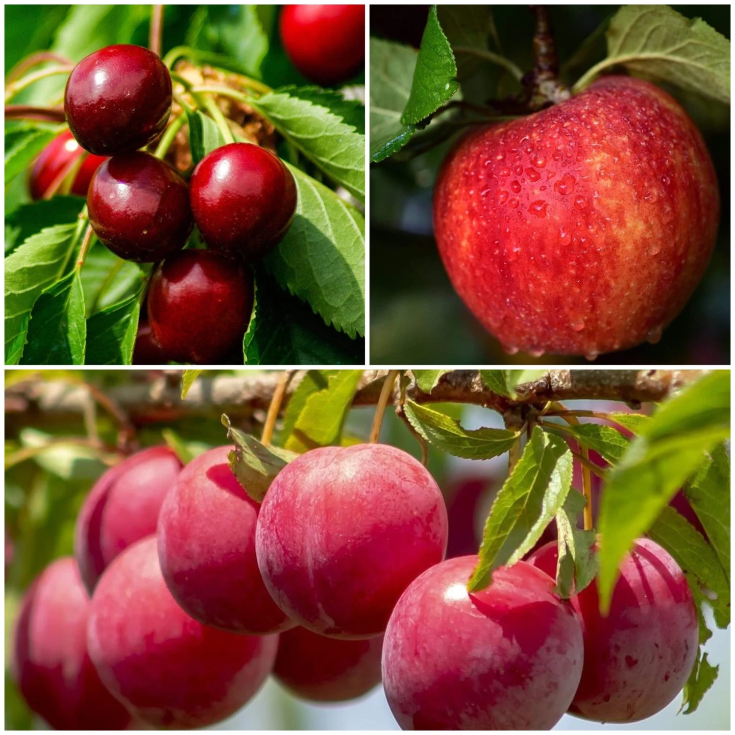 Mini Orchard Collection | Apple, Cherry & Plum 1 Mini Orchard Collection | Apple, Cherry & Plum