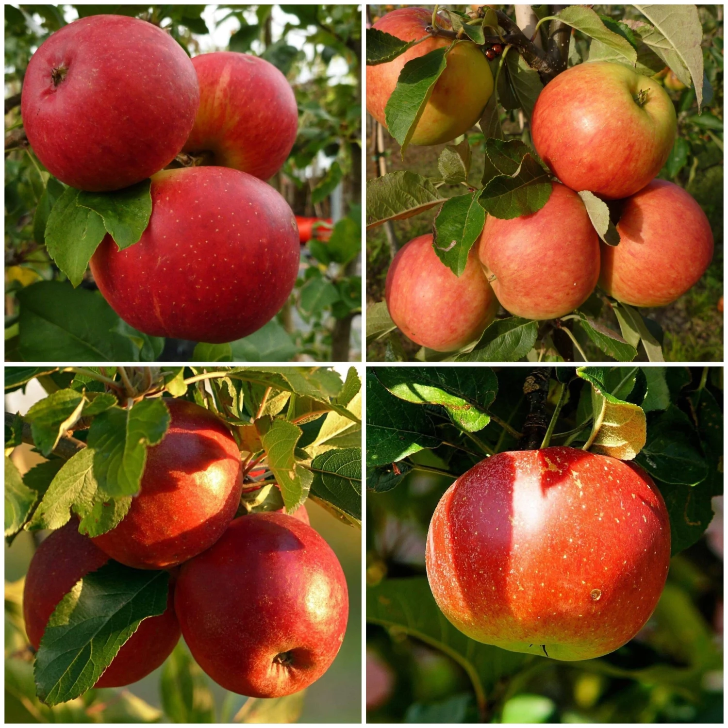 Endless Apples Collection | Scrumptious, Braeburn Hillwell, James Grieve & Red Windsor 1 Endless Apples Collection | Scrumptious, Braeburn Hillwell, James Grieve & Red Windsor