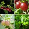 Complete Gooseberry Collection | Red, White & Green