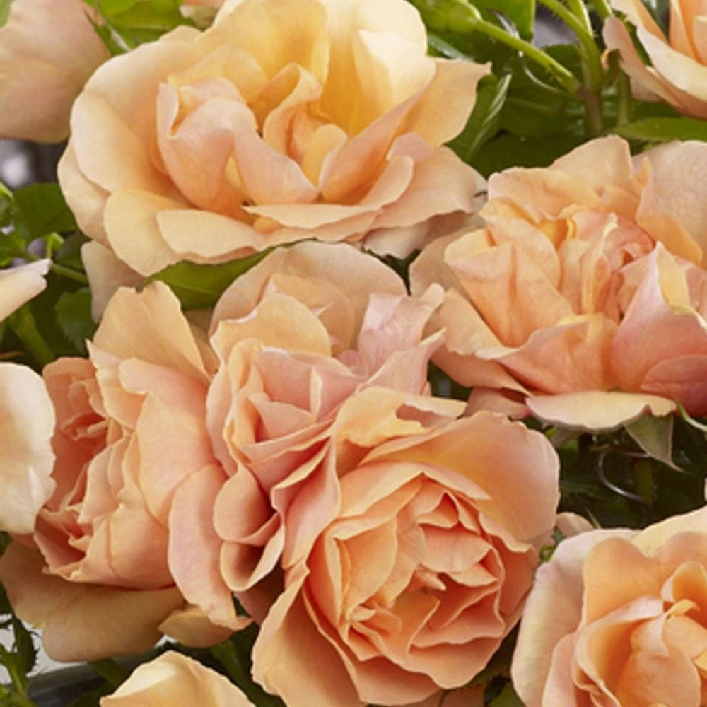 'Palace Fleur' Patio Shrub Rose 2 'Palace Fleur' Patio Shrub Rose - Image 2