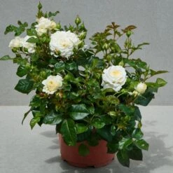 'Patio Hit Georgia' Patio Shrub Rose 5 'Patio Hit Georgia' Patio Shrub Rose -PlantHaven Store Georgia Hit PatioHit Poulpah120 N 2