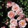'Happy Retirement' Shrub Rose