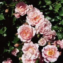 'Happy Retirement' Shrub Rose