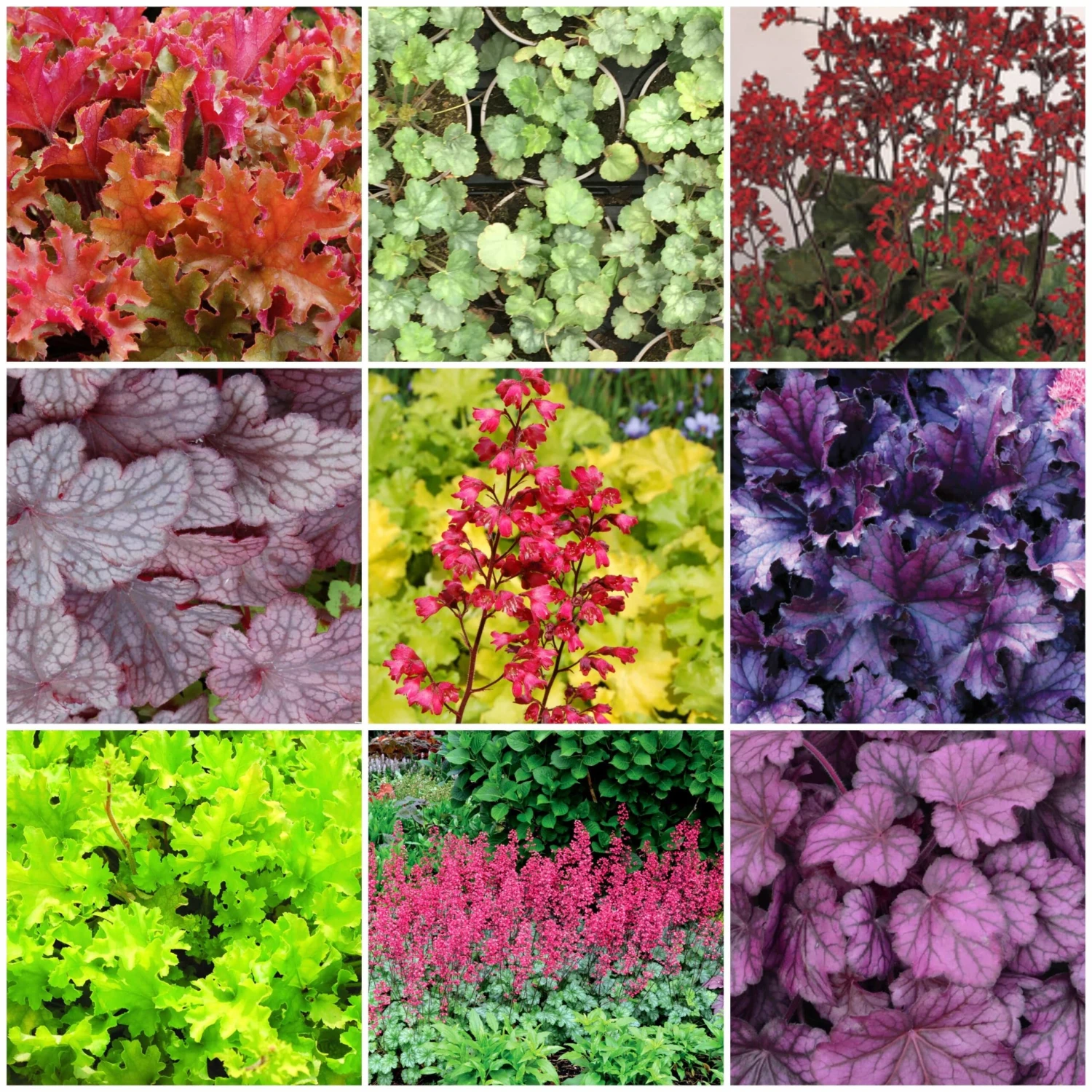 The All Year Round Heuchera Collection 1 The All Year Round Heuchera Collection