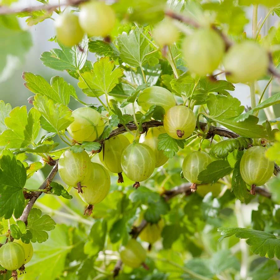 Complete Gooseberry Collection | Red, White & Green 4 Complete Gooseberry Collection | Red, White & Green - Image 4