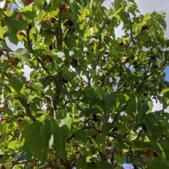 Repsime Mulberry Tree 9 Repsime Mulberry Tree -PlantHaven Store IMG 20200726 121446