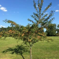 Mirabelle De Nancy Plum Tree 16 Mirabelle De Nancy Plum Tree -PlantHaven Store IMG 4716