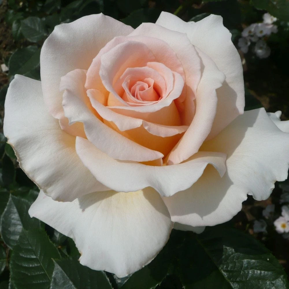 'Isn't She Lovely' Hybrid Tea Rose 1 'Isn't She Lovely' Hybrid Tea Rose