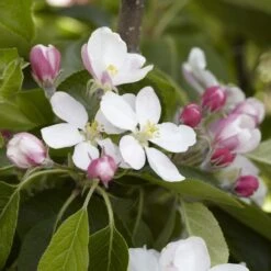 James Grieve Apple Tree | Dwarf Rootstock 9 James Grieve Apple Tree | Dwarf Rootstock -PlantHaven Store JamesGrieveappleblossom