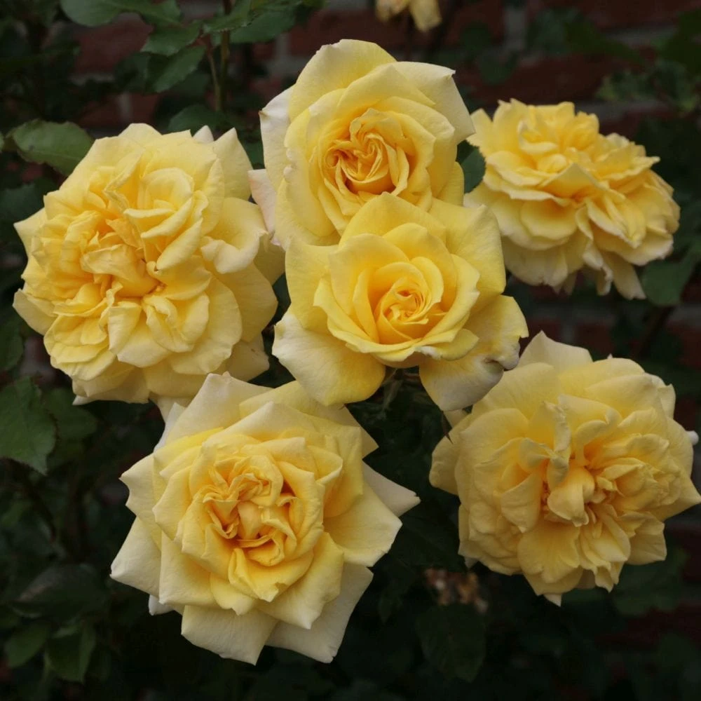 'Abbeyfield Gold' Hybrid Tea Rose 1 'Abbeyfield Gold' Hybrid Tea Rose