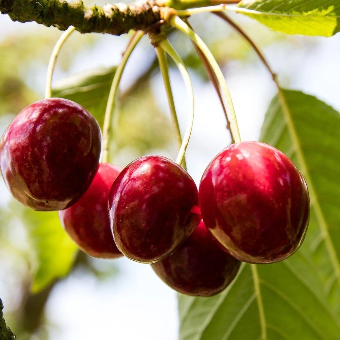 'Karina' Cherry Tree 1 'Karina' Cherry Tree