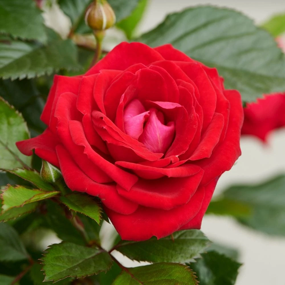 'Parade Karla' Patio Shrub Rose 1 'Parade Karla' Patio Shrub Rose