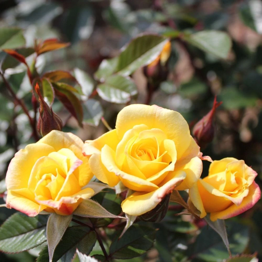 'Laura Ford' Patio Climbing Rose 1 'Laura Ford' Patio Climbing Rose