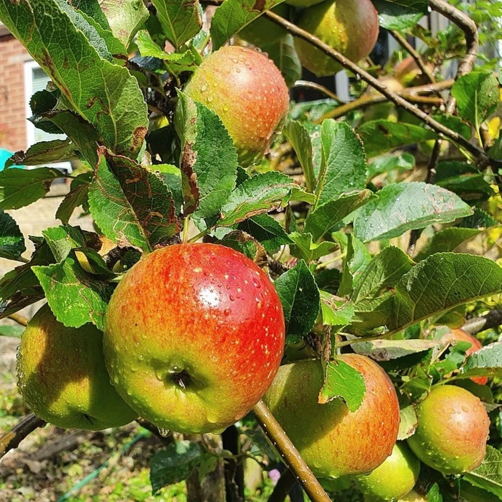 'Lord Lambourne' Apple Tree 1 'Lord Lambourne' Apple Tree
