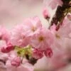 Kurilensis Ruby' Cherry Blossom Tree | Prunus Nipponica