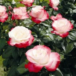 'Nostalgia' Hybrid Tea Rose 6 'Nostalgia' Hybrid Tea Rose -PlantHaven Store Nostalgie 4