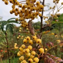 Joseph Rock Rowan Tree | Sorbus 11 Joseph Rock Rowan Tree | Sorbus -PlantHaven Store ORN0003 1