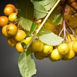 Joseph Rock Rowan Tree | Sorbus 9 Joseph Rock Rowan Tree | Sorbus -PlantHaven Store ORN0003 4