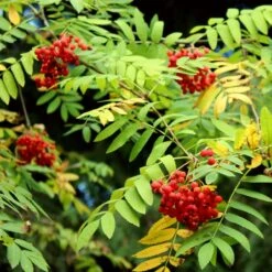 Mountain Ash Rowan Tree | Sorbus Aucuparia 19 Mountain Ash Rowan Tree | Sorbus Aucuparia -PlantHaven Store ORN0009 7