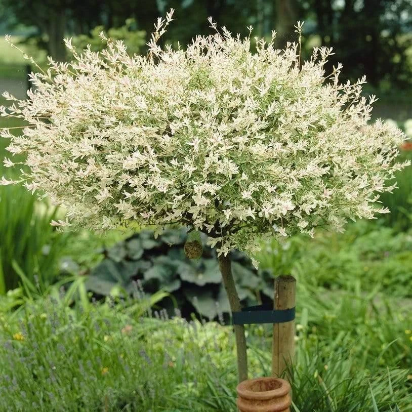 Flamingo Willow Tree | Salix Integra Hakuro Nishiki 6 Flamingo Willow Tree | Salix Integra Hakuro Nishiki - Image 6