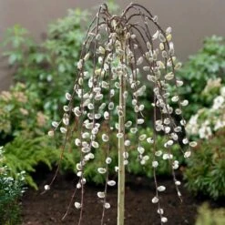 Kilmarnock Dwarf Weeping Willow Tree | Salix Caprea 8 Kilmarnock Dwarf Weeping Willow Tree | Salix Caprea -PlantHaven Store ORN0017 2
