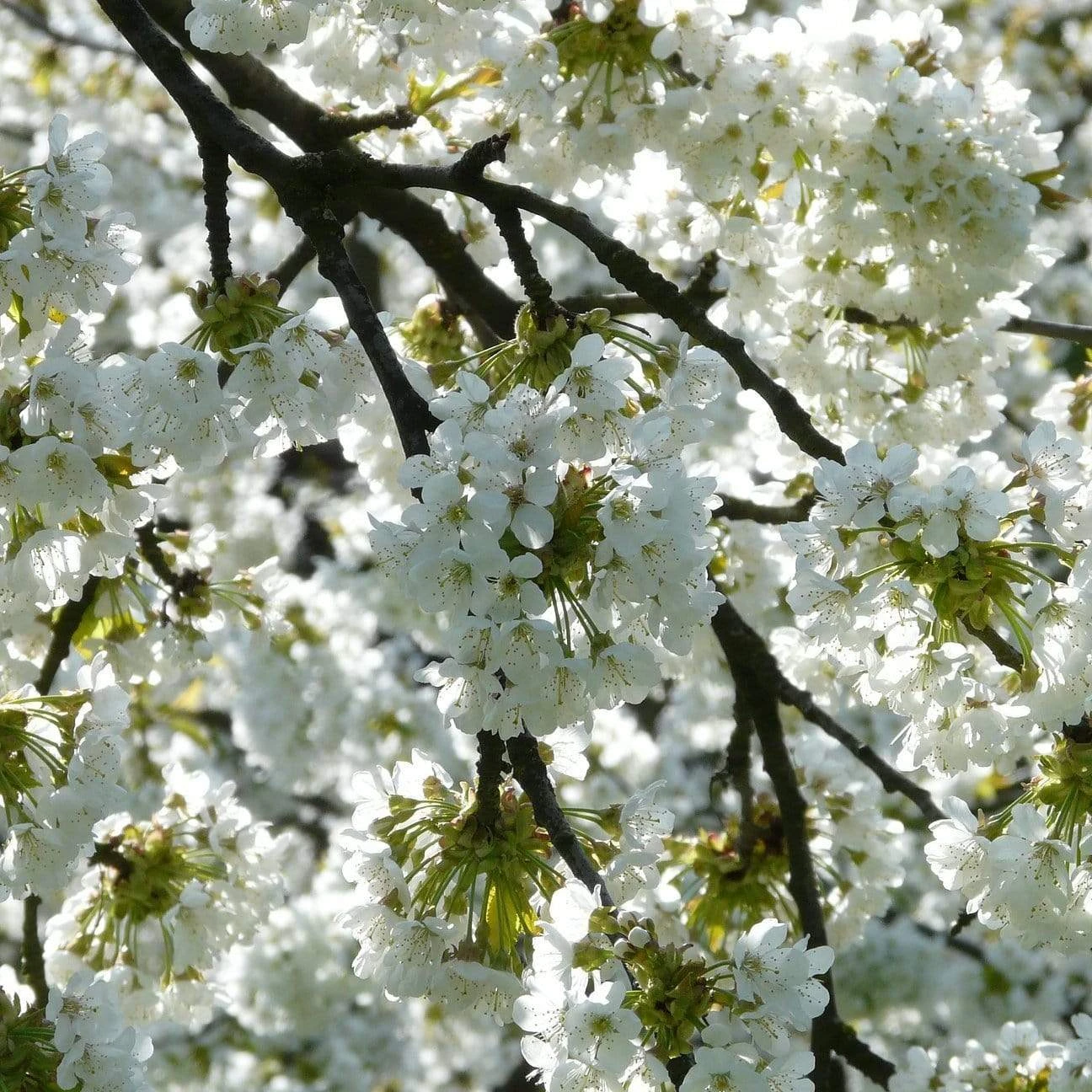 Weeping Yoshino Cherry Blossom Tree | Prunus Yedoensis 2 Weeping Yoshino Cherry Blossom Tree | Prunus Yedoensis - Image 2