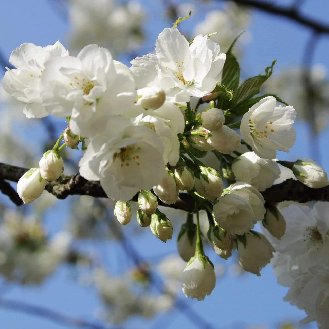 Weeping Yoshino Cherry Blossom Tree | Prunus Yedoensis 3 Weeping Yoshino Cherry Blossom Tree | Prunus Yedoensis - Image 3