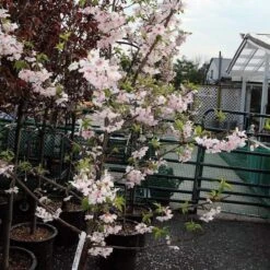 Pink Winter Flowering Cherry Tree | Prunus X Subhirtella 'Autumnalis Rosea' 7 Pink Winter Flowering Cherry Tree | Prunus X Subhirtella 'Autumnalis Rosea' -PlantHaven Store ORN0030 2